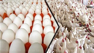 استقرار أسعار الدواجن اليوم الإثنين 8-5-2023