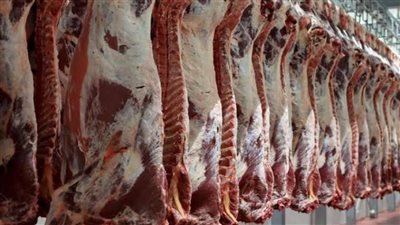 «وزارة الزراعة»: طرح كميات من اللحوم بسعر 225 جنيهاً للكيلو 