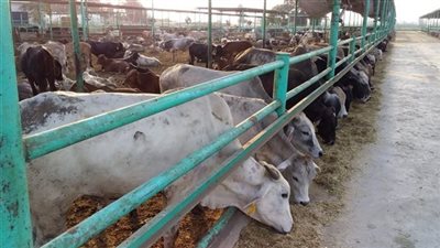 مصر تستقبل 300 رأس ماشية سودانية استعدادا لعيد الأضحى