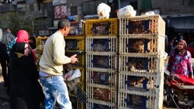 سعر كيلو الفراخ يسجل 63 جنيهًا تسليم أرض المزرعة