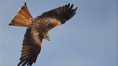 اسرائيل تستعين بالصقور لتحديد اماكن جثث قتلاها