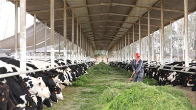 ارتفاع سعر الذرة في مصر بنسبة 48%..والتجار يلجأون للدولار للخروج من الأزمة