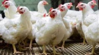 85 جنيهاً للمستهلك ..سعر كيلو الفراخ البيضاء اليوم الاثنين