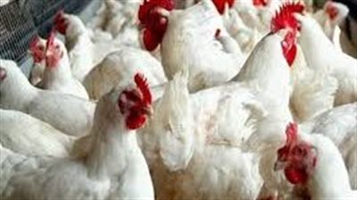 شعبة الدواجن..تراجع سعر كيلو (الفراخ) من 80 إلى 75 جنيها بالمزرعة