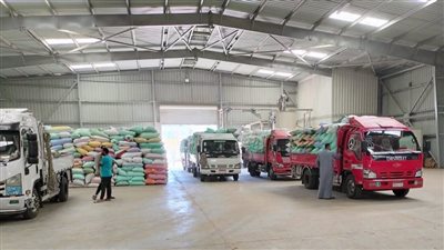 «البنك الزراعي» يبدأ استلام محصول القمح من المزارعين والموردين بــ 190موقع تخزيني 