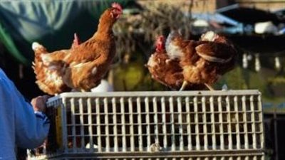 بورصة الدواجن اليوم.. استقرار الفراخ البيضاء والبيض بالأسواق