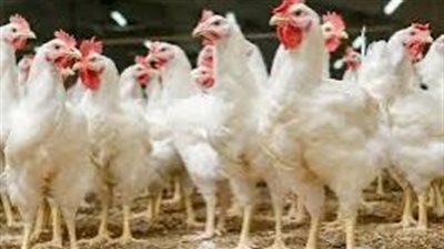 أسعار الفراخ  اليوم الإثنين 28-10-2024