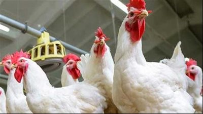 رسميًا..انخفاض طفيف في أسعار الدواجن مع بداية تعاملات اليوم 
