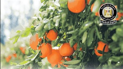 بإجمالي 1.3 مليون طن ..الموالح في مقدمة الصادرات المصرية في الربع الأول من 2025