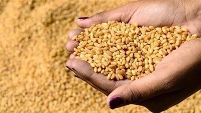 رئيس الوزراء: نأمل تجاوز الـ4 ملايين طن فى موسم توريد القمح هذا العام