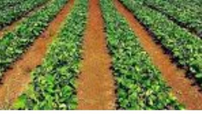 وادي كوم أمبو تسترد 107.9 مليون جنيه من محافظة أسوان 