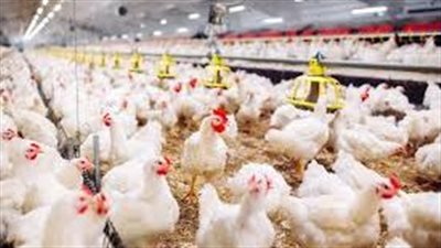 القاهرة للدواجن تطلق خطة استراتيجية لنقل مزارع الجدود بتكلفة 700 مليون جنيه 