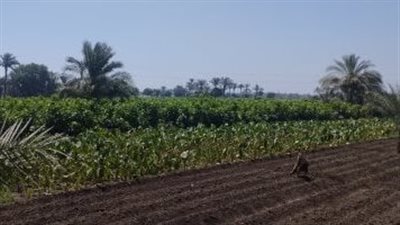 أكتر من نصف مليون مستفيد من التمويل متناهى الصغر للمشروعات الزراعية