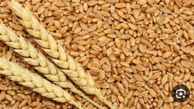 خبير اقتصادي يكشف أسباب تراجع واردات القمح بنسبة 22.8% خلال 10 أشهر من العام الحالي