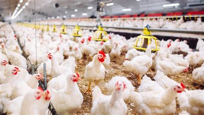 «المنصورة للدواجن» تستهدف تمويلات بنكية بقيمة 30 مليون جنيه لتوسعات 2026