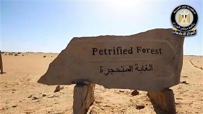 وزارة البيئة تبدأ نقل الأشجار المتحجرة إلى محمية الغابة المتحجرة