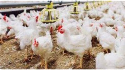 إجراءات عاجلة قبل رمضان.. الحكومة تستورد دواجن مجمدة لضبط الأسعار وتعزيز المعروض