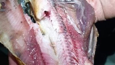 الزراعة: ضبط 71 طنًا من الأسماك المملحة والمدخنة غير الصالحة وتحرير 177 محضرًا قبل شم النسيم