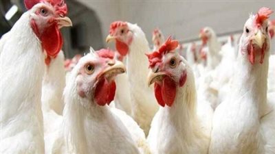 انخفاض جديد في أسعار الفراخ اليوم الإثنين 27-4-2026.. البيضاء تبدأ من 90 جنيهًا للمستهلك والساسو تتراجع