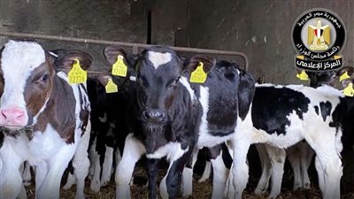 الزراعة: ضخ 282.2 مليون جنيه لتمويل 4,044 رأس ماشية ضمن المشروع القومي للبتلو