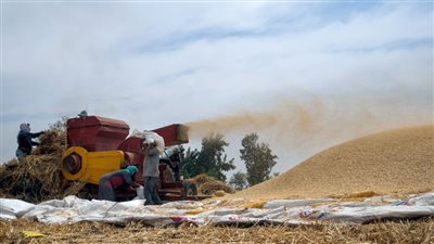 التموين: استقرار إمدادات الزيوت المدعمة.. والقمح العالمي يقف    